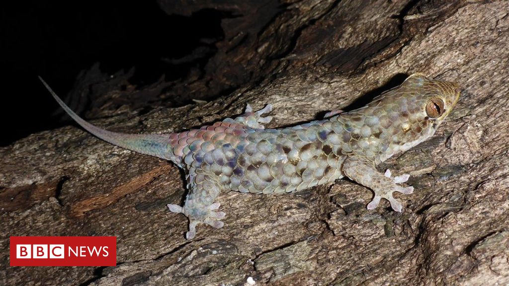 Cientistas Descobrem Lagarto Que Solta Pele Do Corpo Para Escapar De