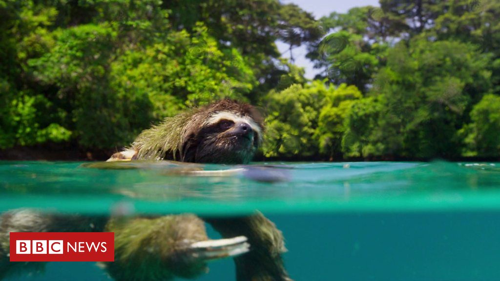 Pregui A Atravessa Mangue A Nado Em Busca Do Amor Bbc News Brasil