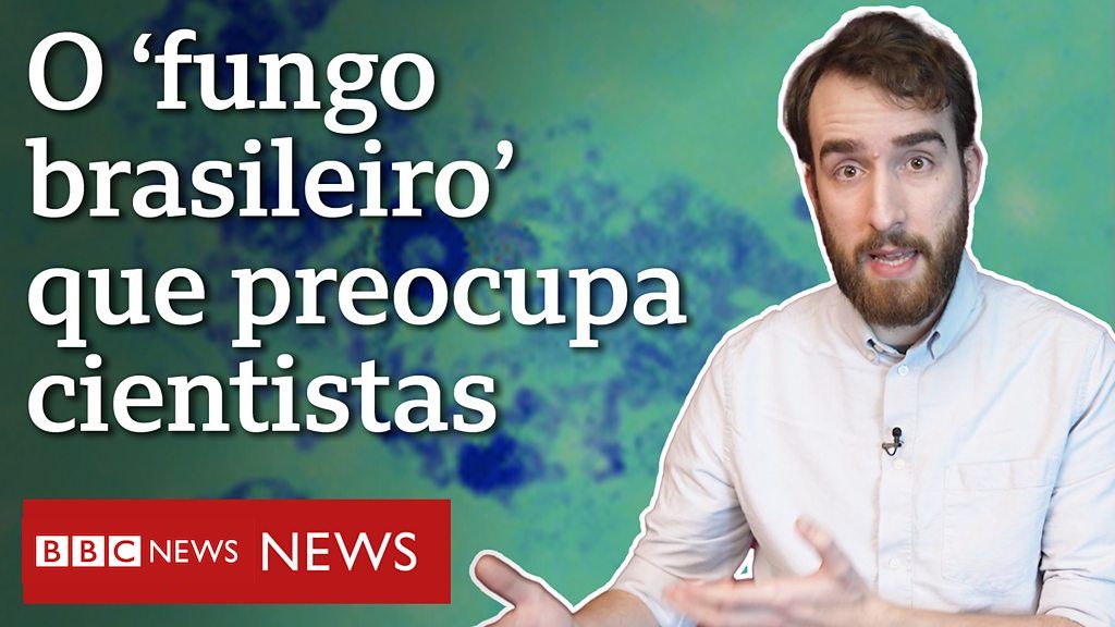 Fungo Descoberto No Brasil Se Espalha E Preocupa Cientistas BBC News