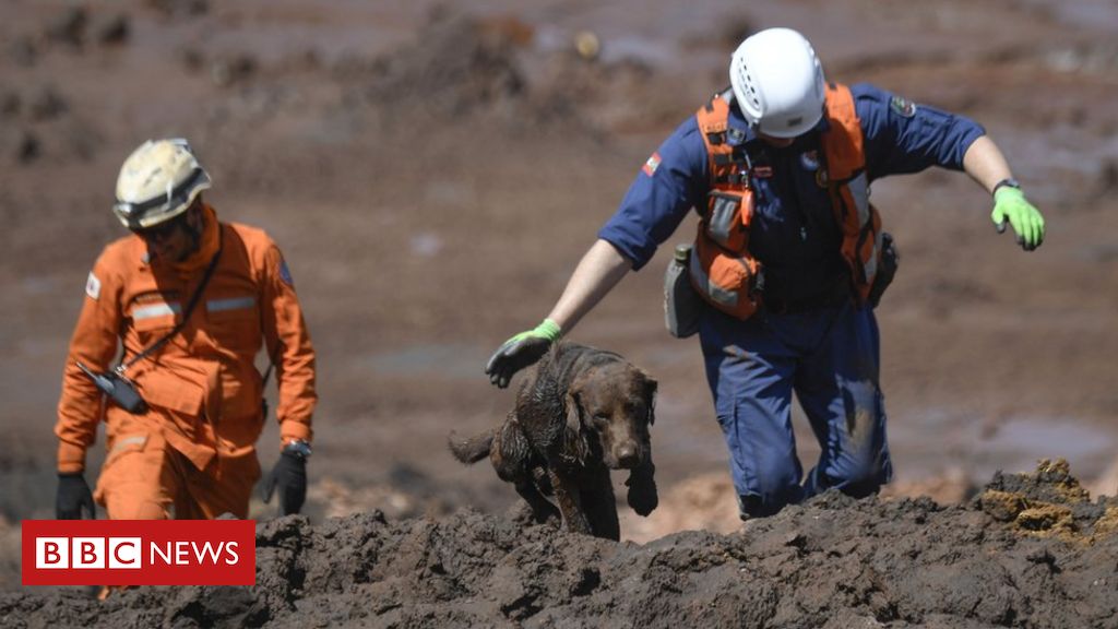 Trag Dia Em Brumadinho A Rotina Dos C Es Farejadores Que Buscam