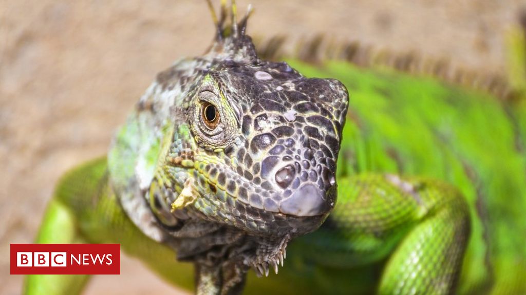 Por que os lagartos têm um terceiro olho BBC News Brasil