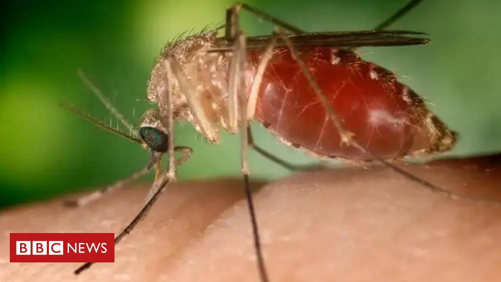 Febre oropouche na Bahia o que se sabe de mortes inéditas no mundo e