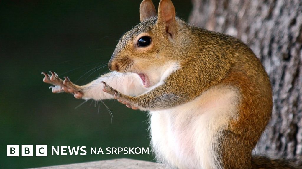 Veverica Akrobata I Zapanjujuci Lemur Najsmesnije Fotografije