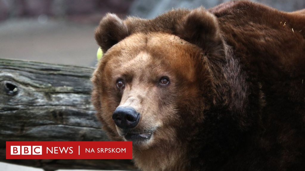 Klimatske promene Zašto se medvedi ranije bude iz zimskog sna BBC