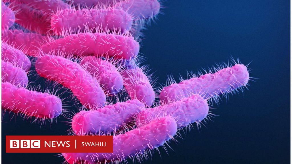 Shigella Ni Ugonjwa Gani Na Kwa Nini Unawaambukiza Wanajeshi Wa Israel