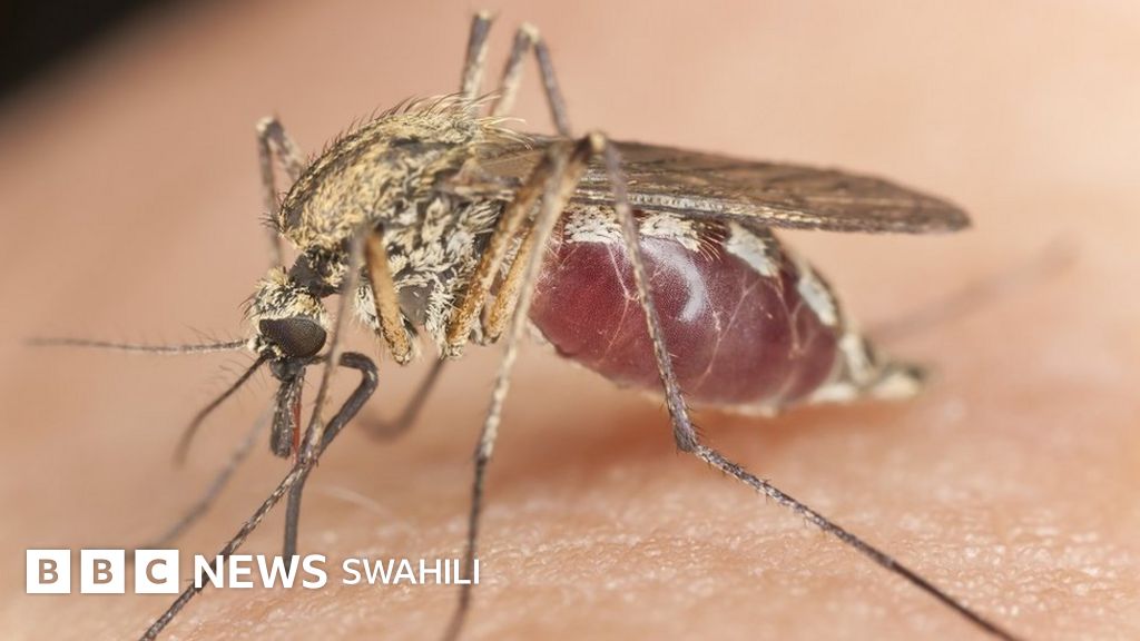 Siku ya Malaria Duniani Malaria ni nini na inaweza vipi kutokomezwa