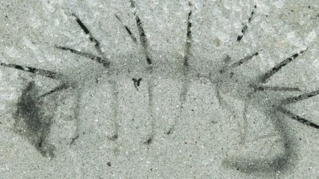 Face of bizarre sea creature revealed