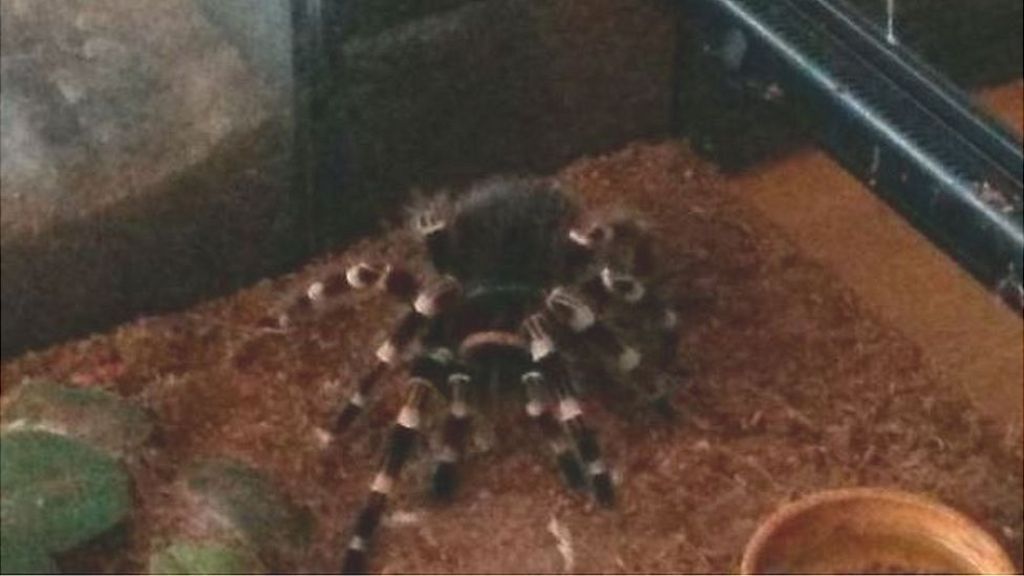 Spiders rescued from Basingstoke house fire BBC News