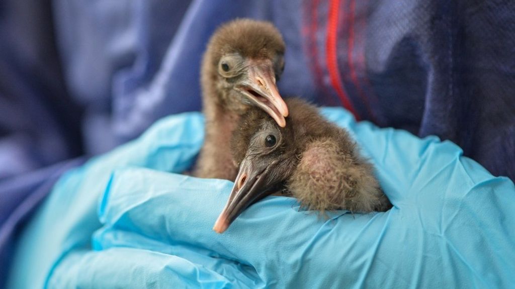 Bald ibis chicks shipped to Spain