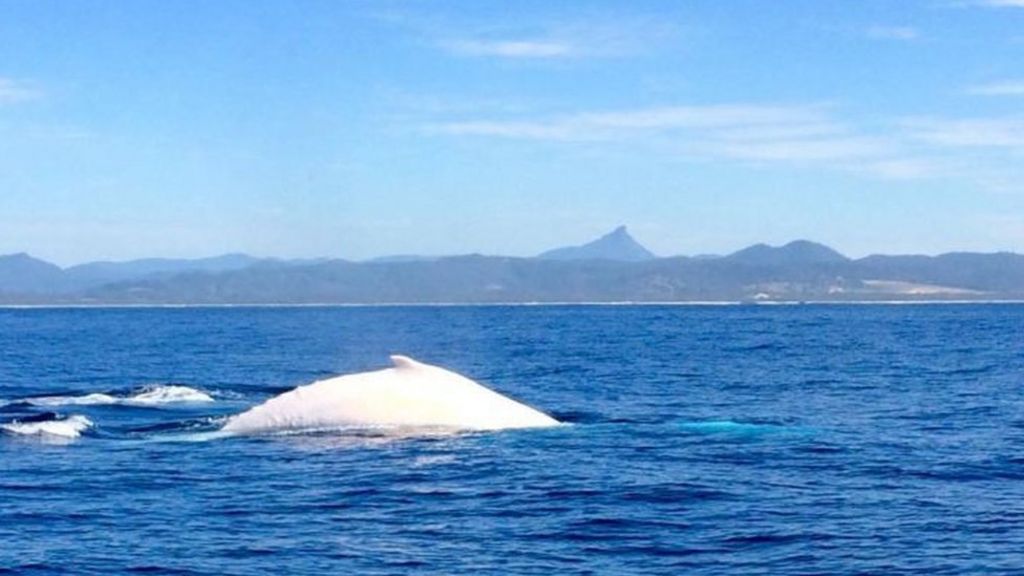 White humpback Migaloo spotted off Australia's Byron Bay