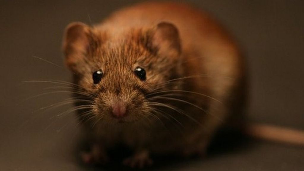 Rodents eaten by Neolithic Orcadians, research suggests