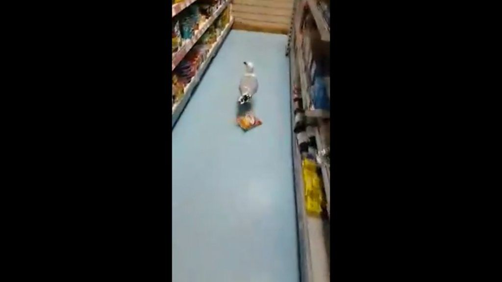 Aberdeen's crisp-stealing seagulls strike