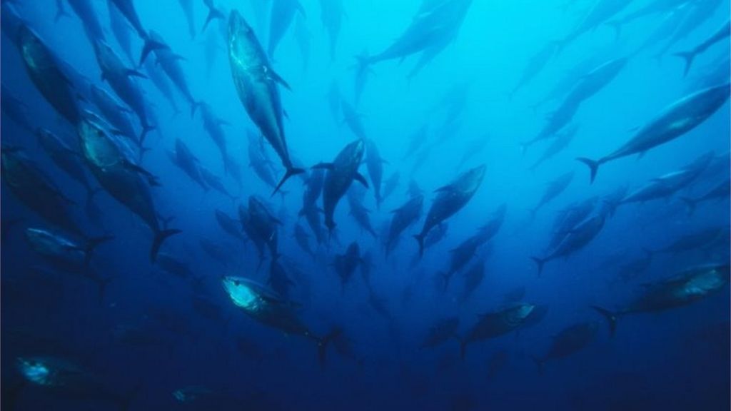 Marine population halved since 1970 report BBC News