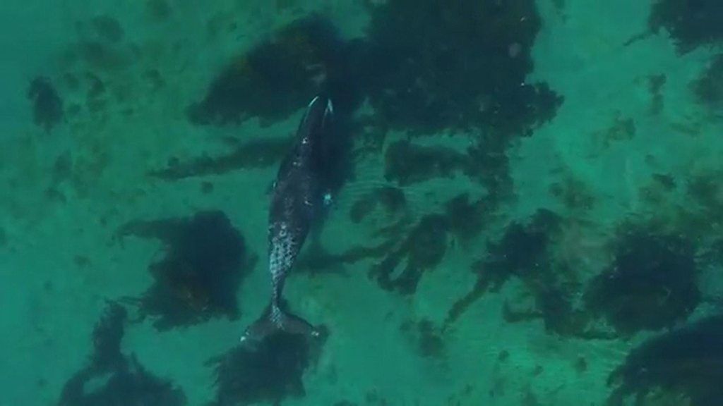 Drone captures rare whale footage