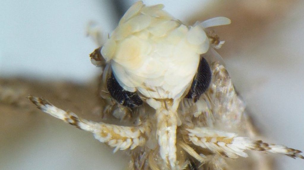 Moth with 'golden flake hairstyle' named after Donald Trump
