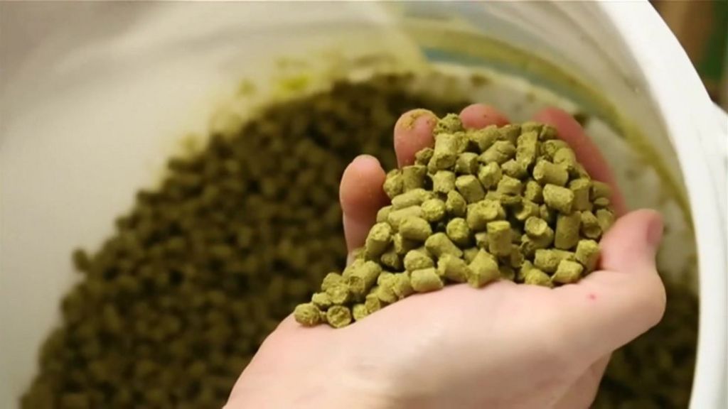 Craft beer craze drives demand for hops in Australia