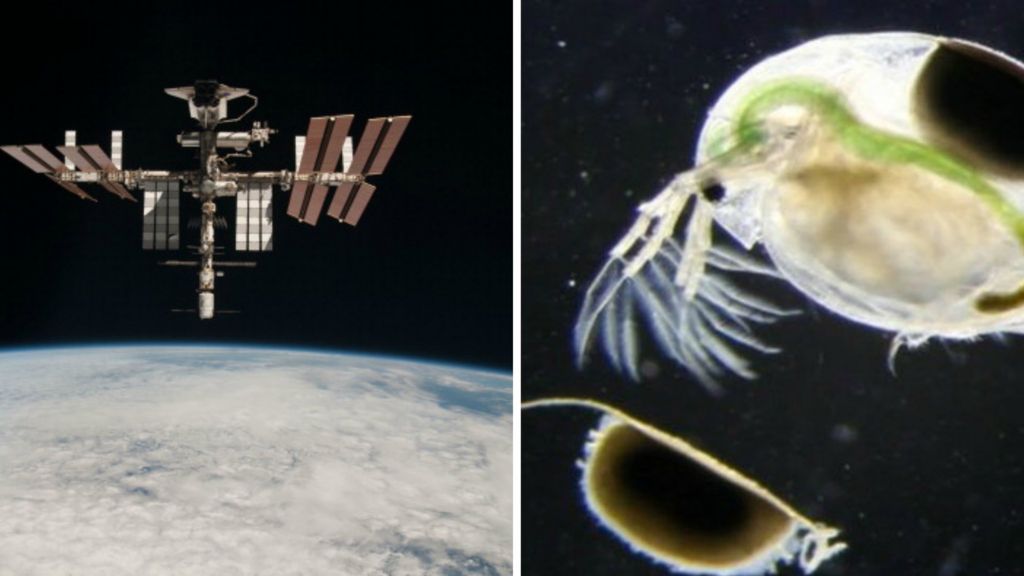 Water fleas to be launched into space