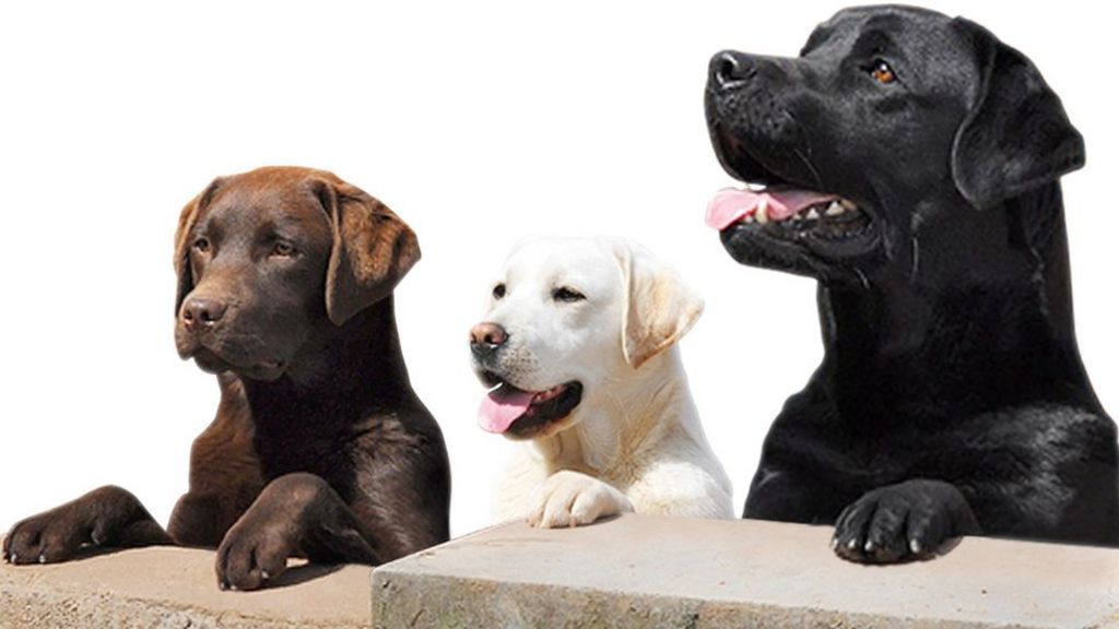 Dogs at risk of middle-aged spread