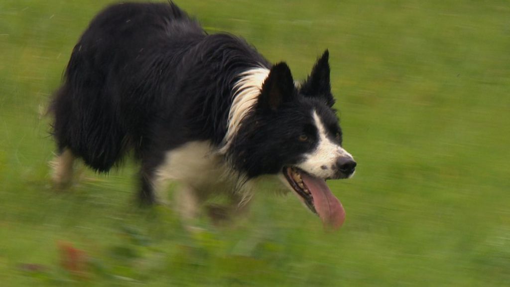 Countryfile One Man and His Dog winner announced