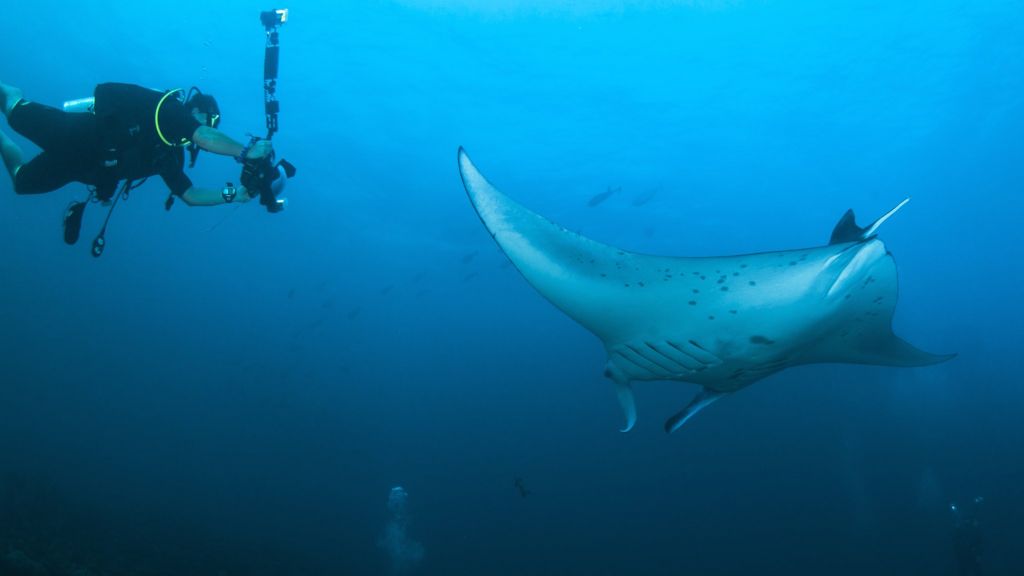 'Predator of the deep' or gentle giant?