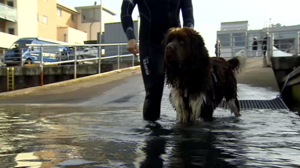 Newfoundland dogs being trained to save lives