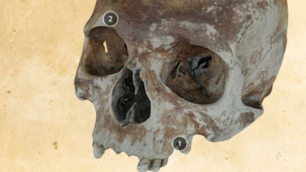 Mary Rose shipwreck skulls go online in 3D