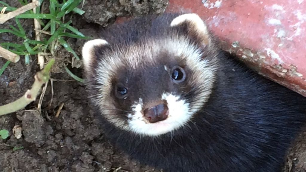 VIDEO: Chris Packham on polecat comeback