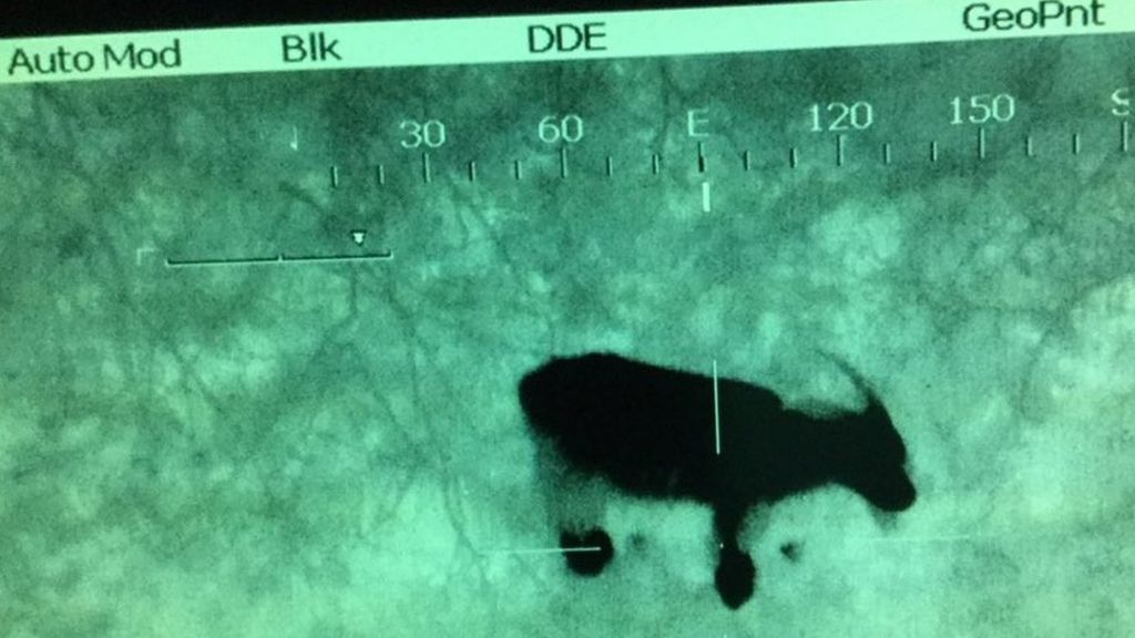 999 distress call victim 'was goat'