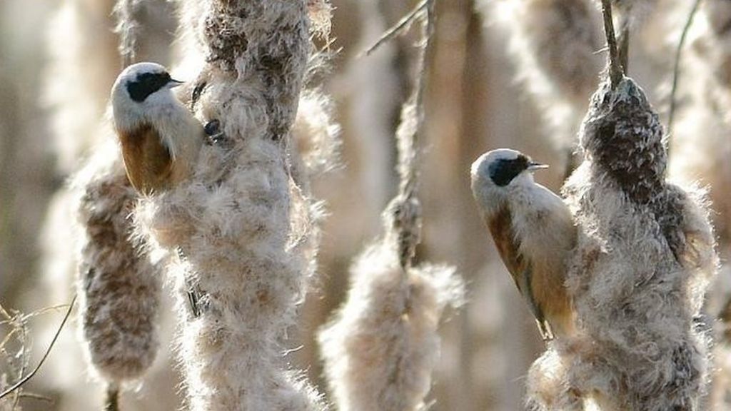 Rare Penduline Tit Seen In Gloucester Wildlife Reserve Bbc News