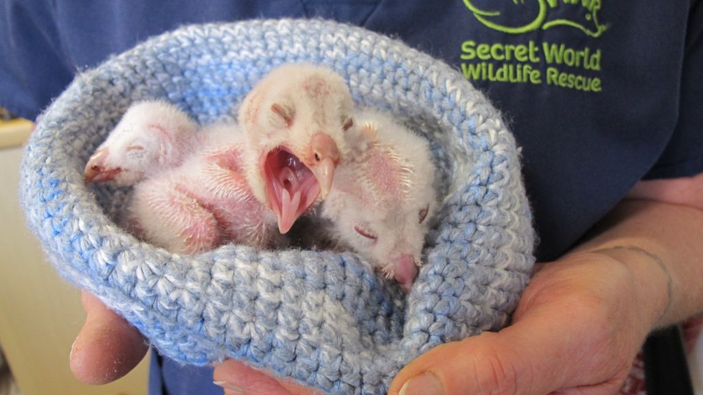 'Cold and featherless' barn owl chicks rescued from lorry of hay - BBC News