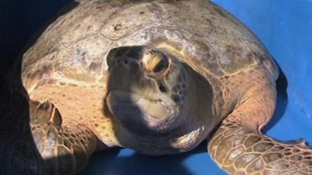 Giant green sea turtle goes overboard