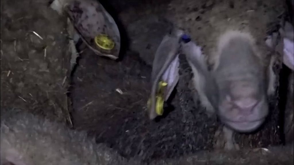 French MP inquiry calls for abattoir video cameras