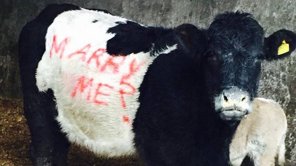 Tyrone farmer paints proposal on cow's side