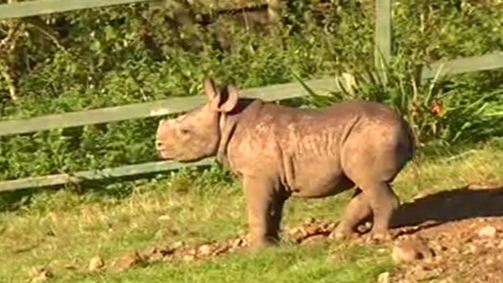 Baby rhino steals show in BBC interview