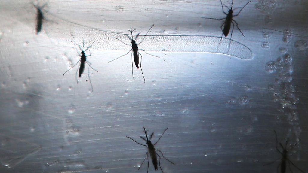 Zika virus: Singapore confirms 41 locally transmitted cases