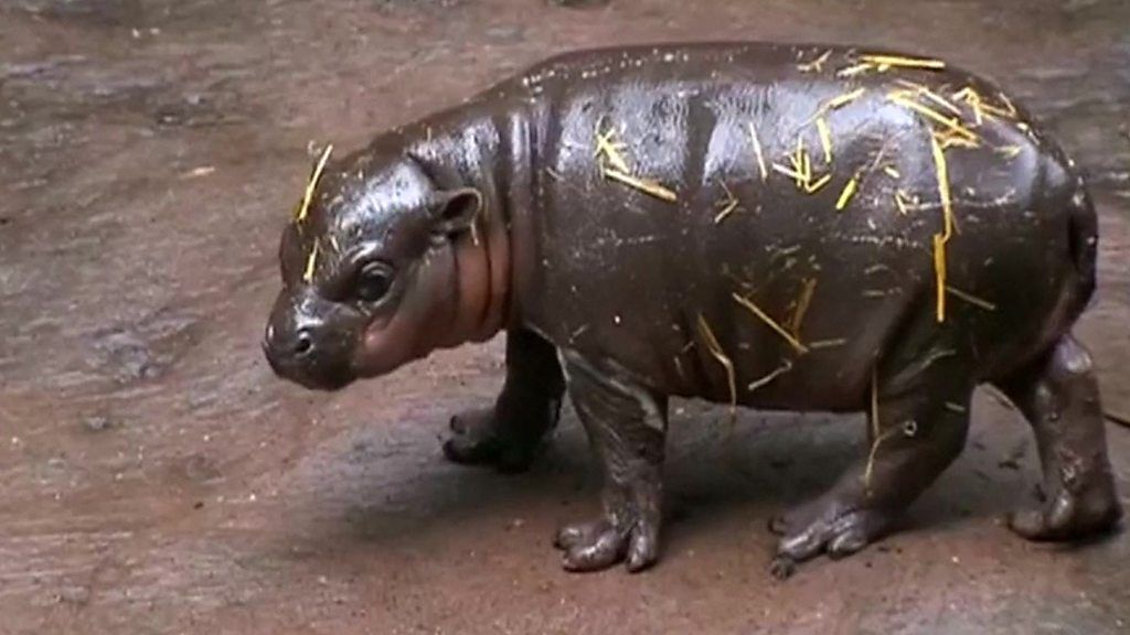 Baby pygmy hippo in debut splash