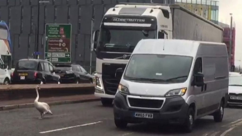 VIDEO: Strolling swan holds up city traffic