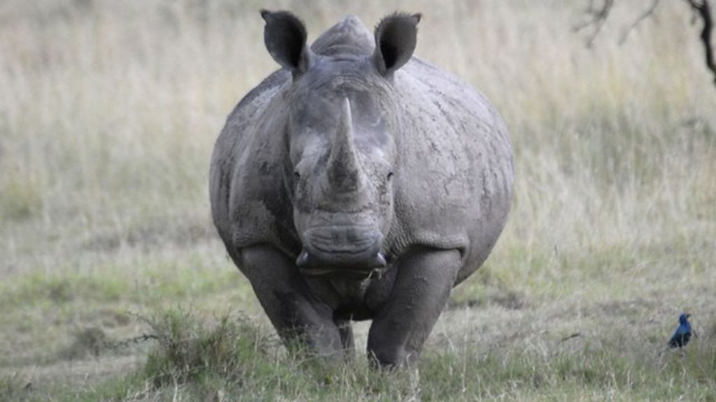 Terrified father: 'Rhinos charged at my family's car'