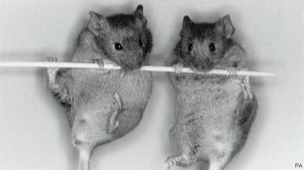 Blind mice have sight restored