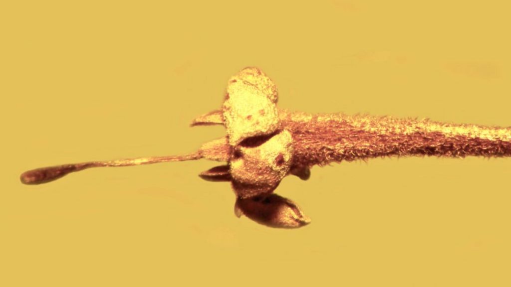 Extinct plant discovered in amber