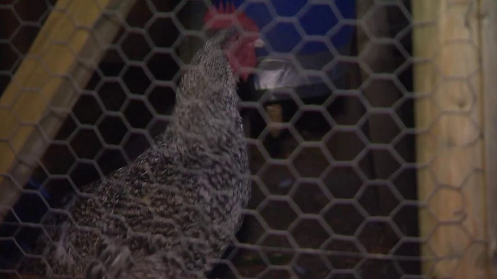Neighbours in dispute over Oliver the cockerel's call