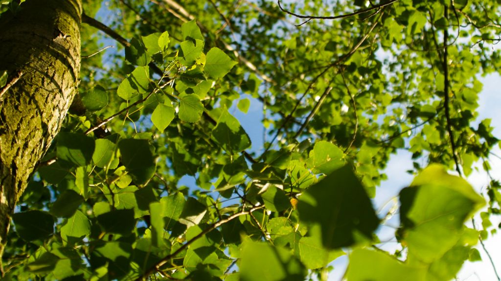 Rise in CO2 has 'greened Planet Earth'