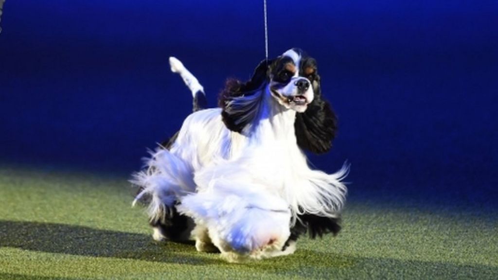 Crufts 2017: American Cocker Spaniel Afterglow Miami Ink is Best In Show