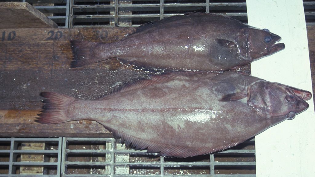 Seawater's DNA secrets to life in the deep