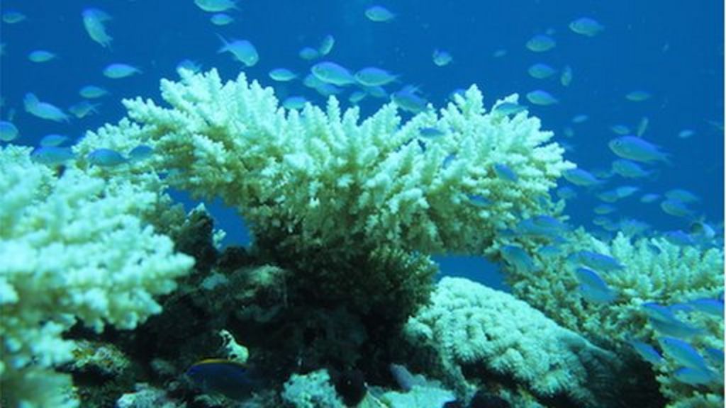 Bleaching 'devastates' UK tropical reef