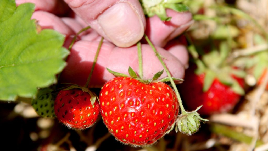 Civic pride 'can help sustain urban biodiversity'