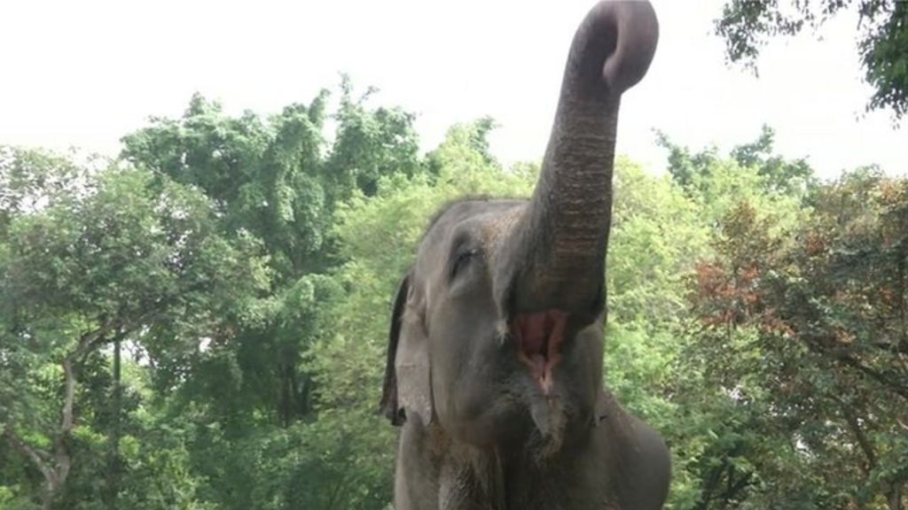 VIDEO: Ragunan Zoo launches a phone app