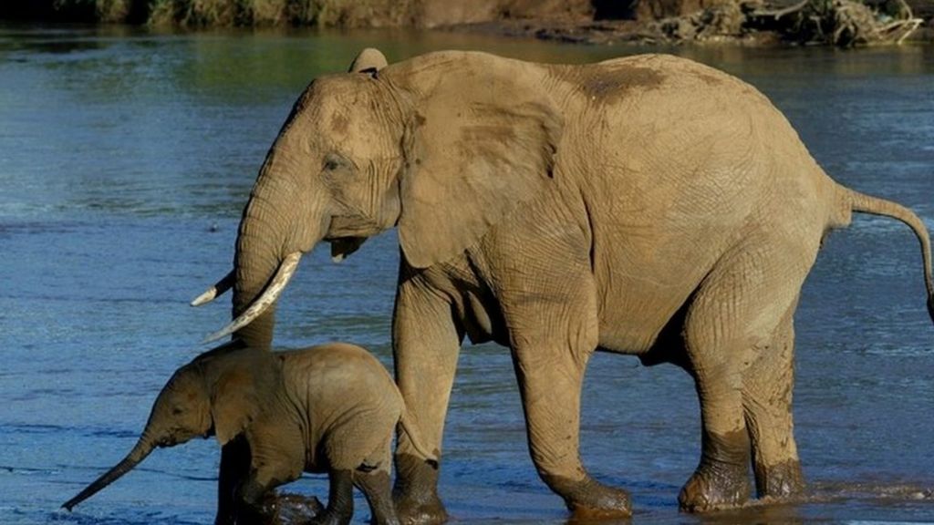 China announces ban on ivory trade by end of 2017
