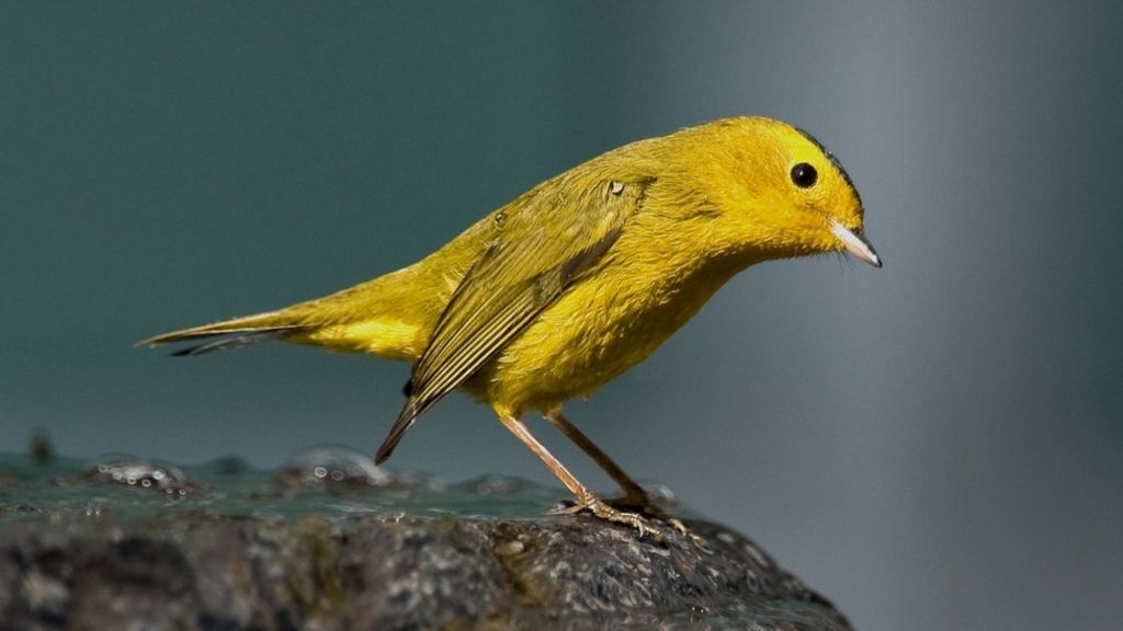 Reddit kills snooping 'warrant canary'