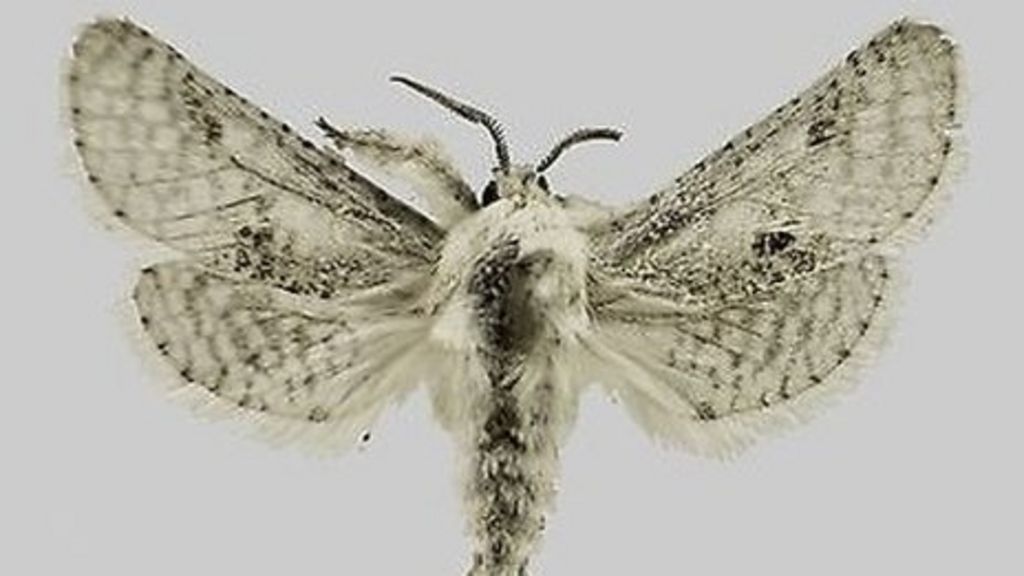 eBay hosts moth-naming auction